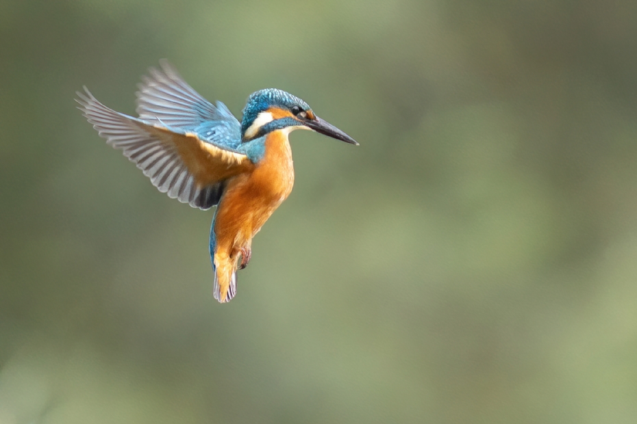 Stel je voor dat het werken volgens de geldende natuurwetgeving een stuk praktischer wordt in onze gemeenten. Dat zou goed nieuws zijn voor alle mooie, beschermde dier- en plantensoorten die ons land rijk is! [Credit: NLadviseurs]