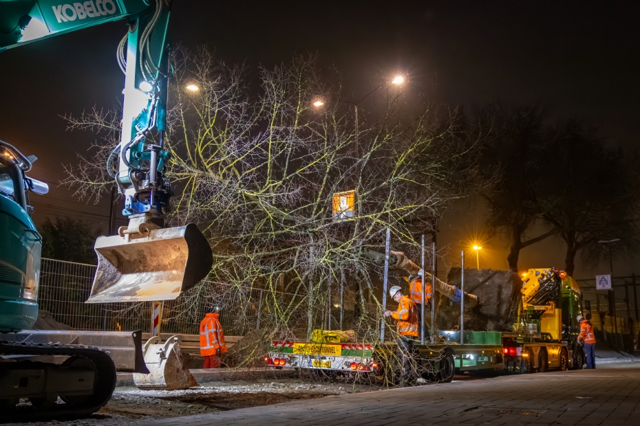 Om overlast te beperken, vond de verplanting van de linden 's nachts plaats