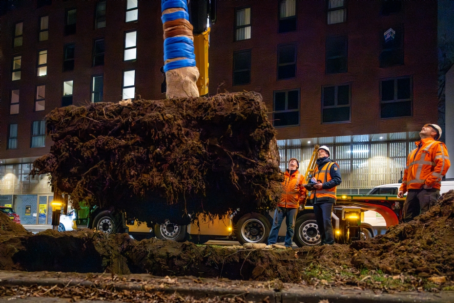 Er moesten flinke, zwaar bewortelde kluiten verplant worden