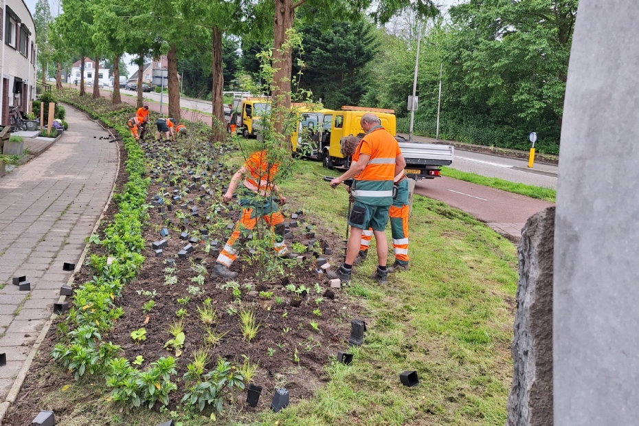 Aanplant van de vaste planten in het talud in mei 2024