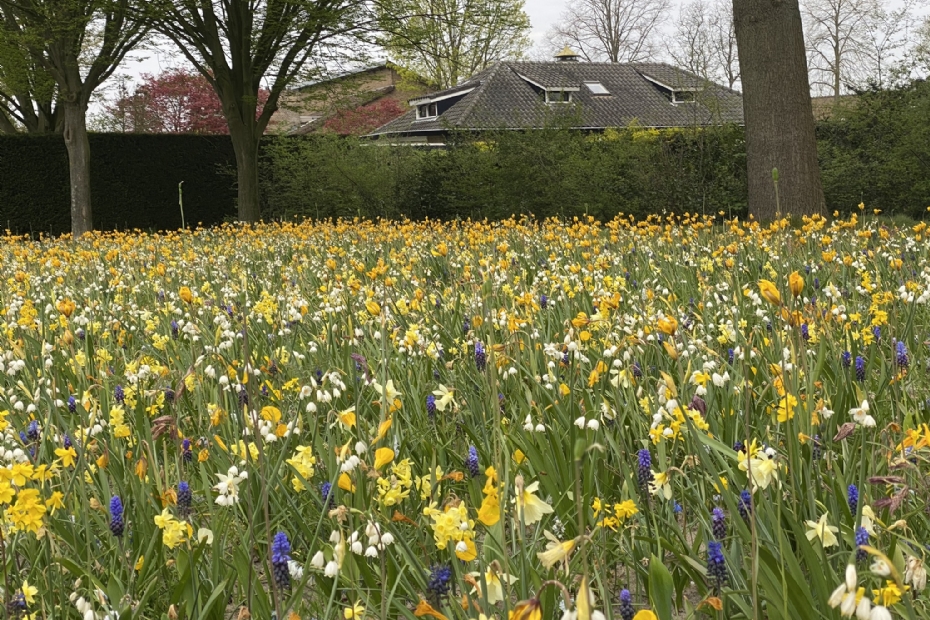 Het mengsel Groene Stad bevat verschillende soorten stinzenplanten