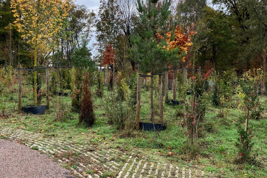 De bomen groeien op opgewaardeerd gebiedseigen grond