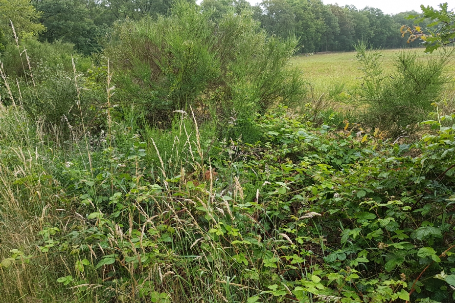 Struweellaag met braam en wilg