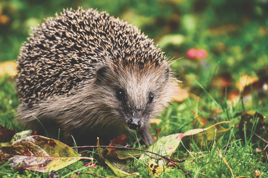 Beeld ter illustratie