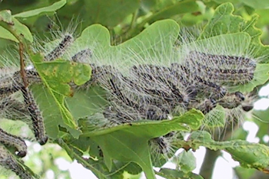 Jonge eikenprocessierupsen op eikenblad. In dit vroege stadium zijn er nog geen brandharen; die ontwikkelen zich later in het seizoen.