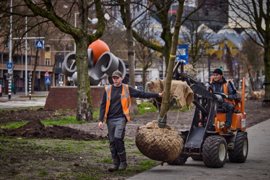 Veertig nieuwe bomen in de binnenstad van Rotterdam, met op de achtergrond de Kubuswoningen. Foto: gemeente Rotterdam - Jan de Groen. 
