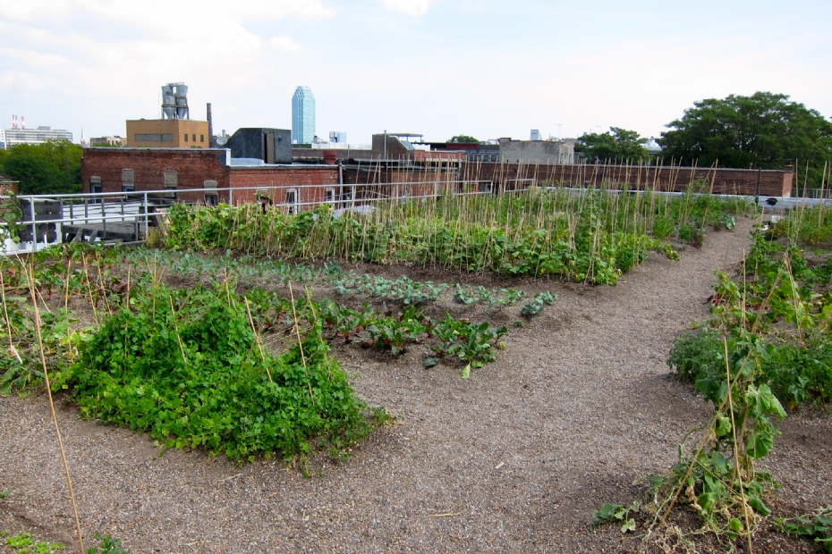 Eetbaar dak: de groente-daktuin (archiefbeeld NWST ter illustratie)