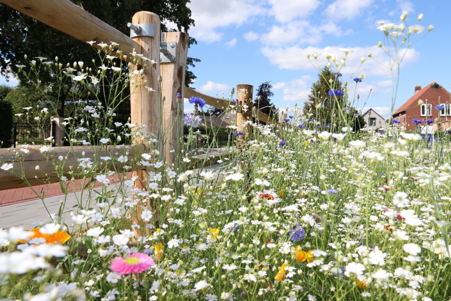 Vrolijke zomerbloeiers (Summer Flower) langs de weg