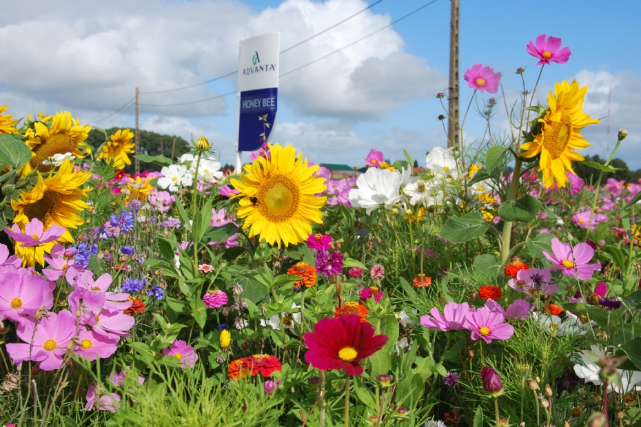 <i>Cosmea, Zinnia</i> en zonnebloem (hier in Honey Bee) zijn bijenplanten met een hoge belevingswaarde <i>Cosmea, Zinnia</i> en zonnebloem (hier in Honey Bee) zijn bijenplanten met een hoge belevingswaarde