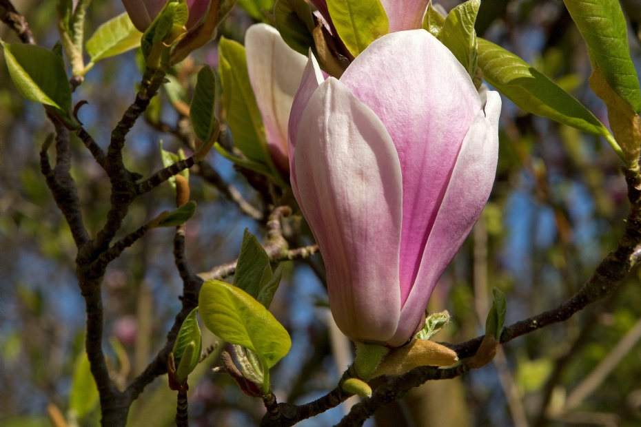 <i>Magnolia soulangeana</i> 'Alexandrina'