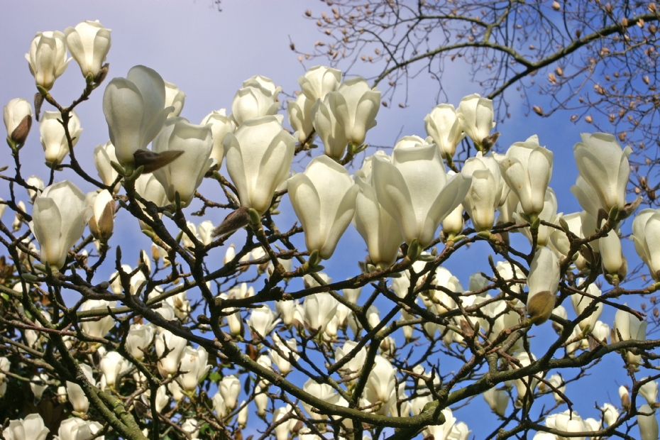 <i>Magnolia denudata</i>