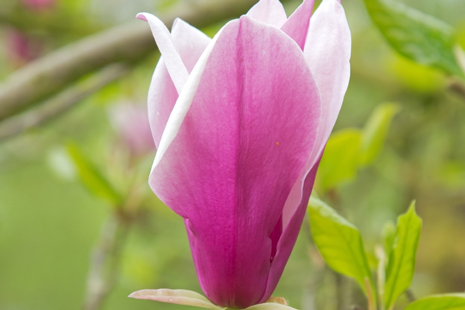 <i>Magnolia liliiflora</i>