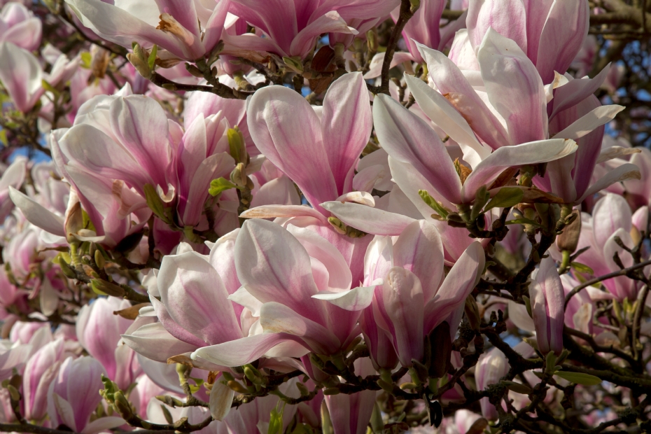 <i>Magnolia soulangeana</i>
