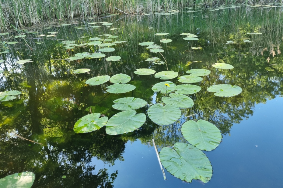 Beeld NWST, ter illustratie