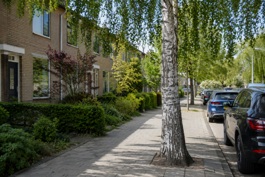 De Berk (Betula) staat bekend om het geven van hooikoortsklachten - ChatGPT Image
