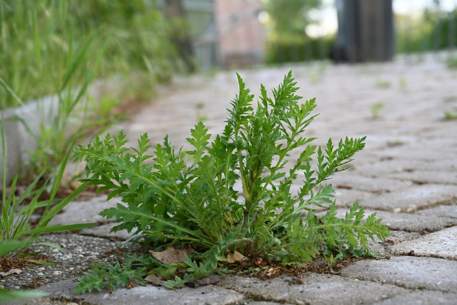 (On)kruid, in dit geval een papaver, op de stoep van redacteur Hein van Iersel (foto Hein van Iersel)