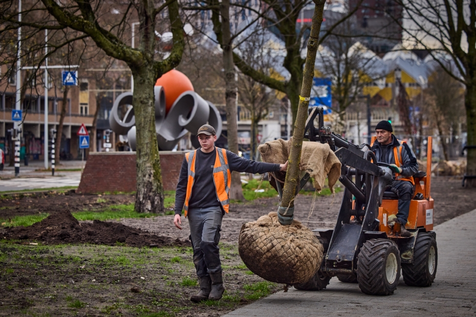 Veertig nieuwe bomen in de binnenstad van Rotterdam, met op de achtergrond de Kubuswoningen. Foto: gemeente Rotterdam - Jan de Groen Veertig nieuwe bomen in de binnenstad van Rotterdam, met op de achtergrond de Kubuswoningen. Foto: gemeente Rotterdam - Jan de Groen