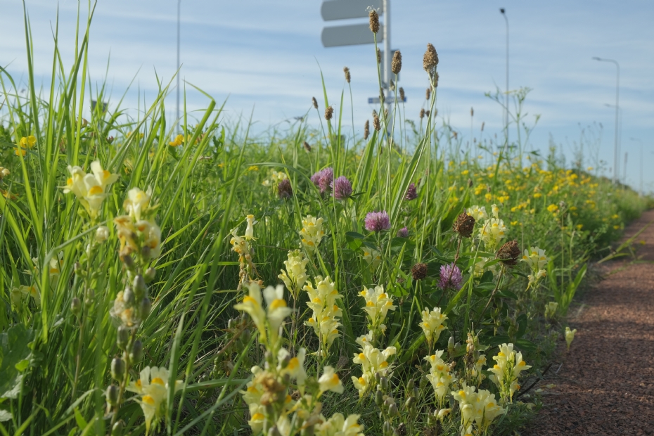 Een berm in Groningen (Beeld: Cruydt-Hoeck)