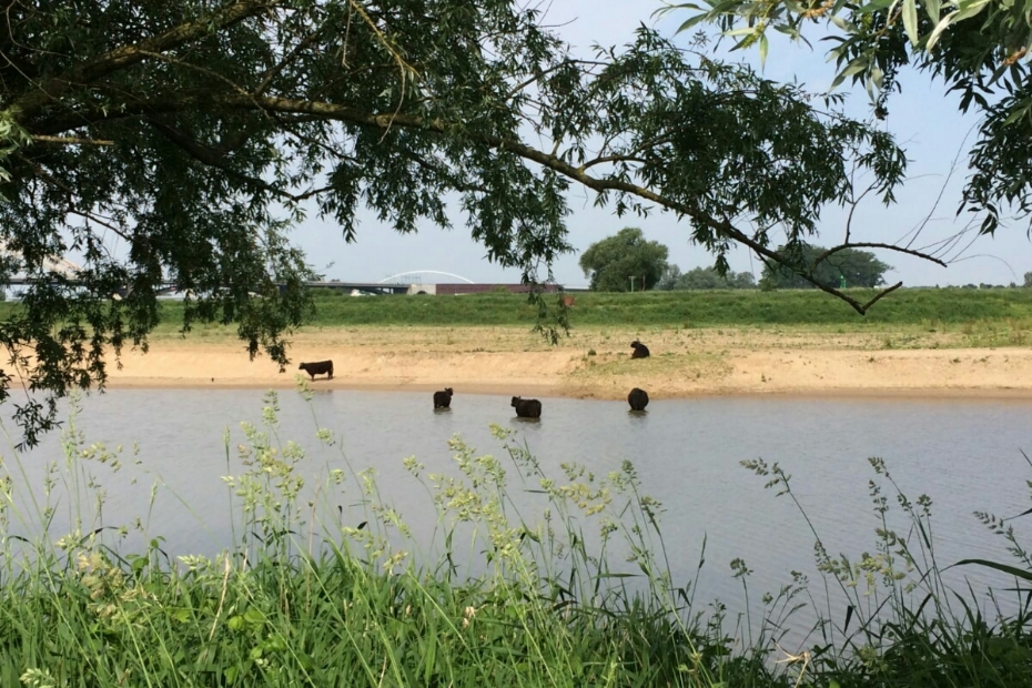 Beeld ter illustratie: runderen in de uiterwaarden bij Nijmegen