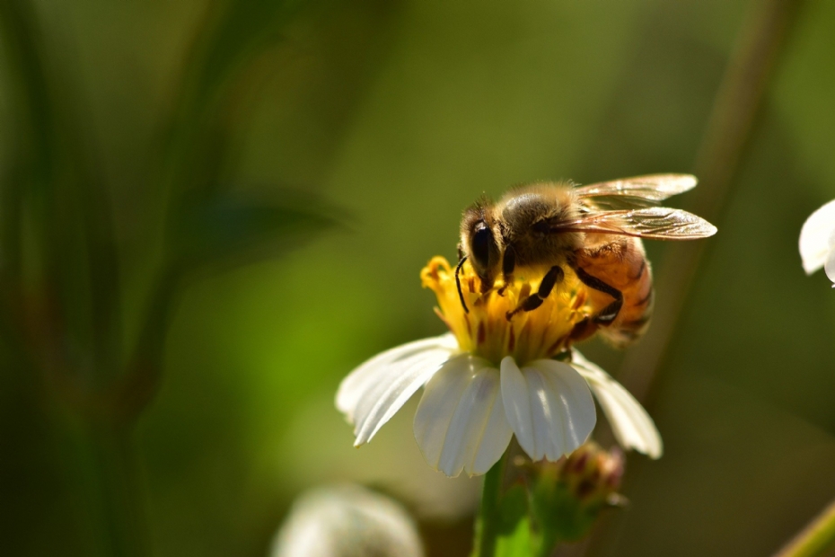 De bij, een bestuiver in de gevarenzone (Bron: pixabay)