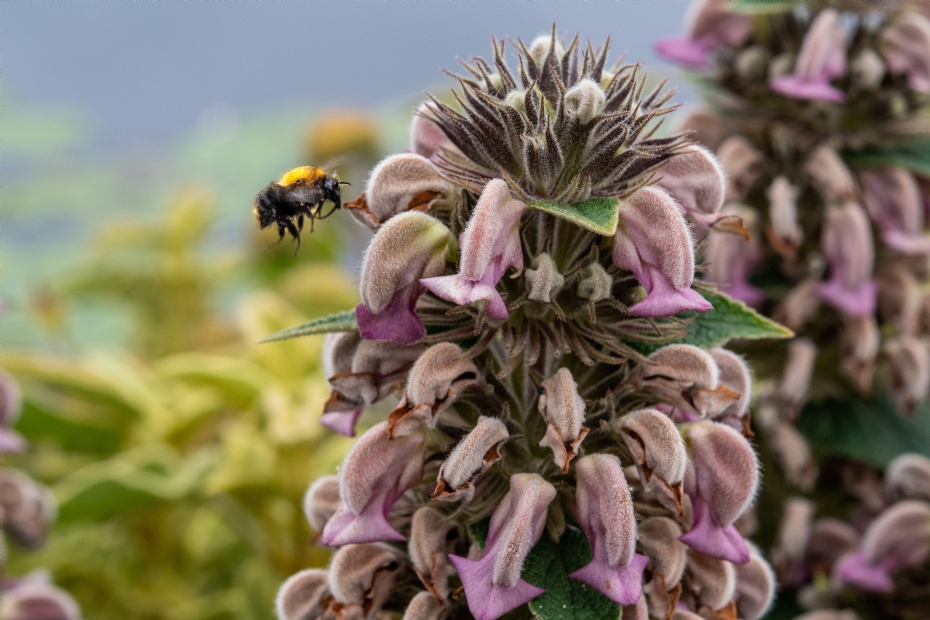 <i>Phlomis samia</i> met hommel <i>Phlomis samia</i> met hommel