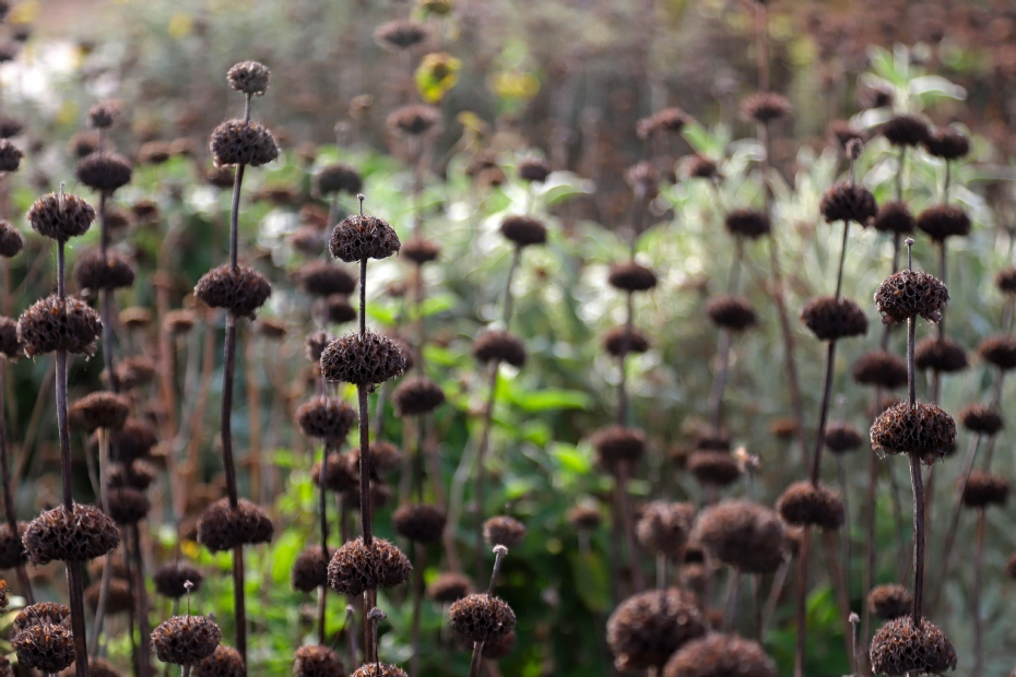 Winterbeeld <i>Phlomis</i> Winterbeeld <i>Phlomis</i>