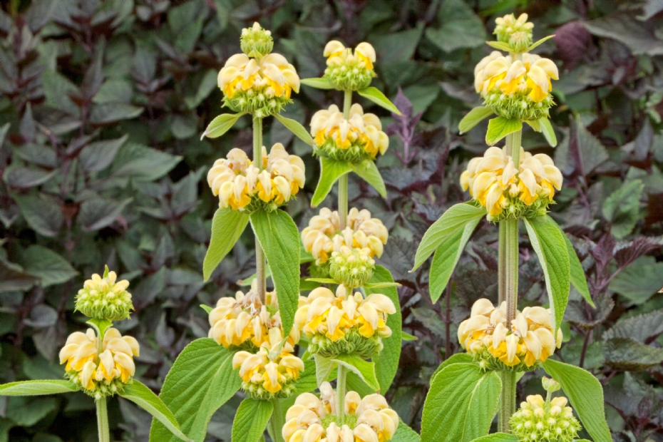<i>Phlomis russeliana</i> <i>Phlomis russeliana</i>