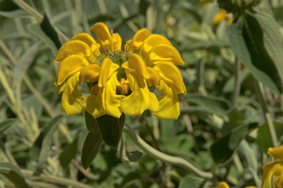 <i>Phlomis fruticosa</i>