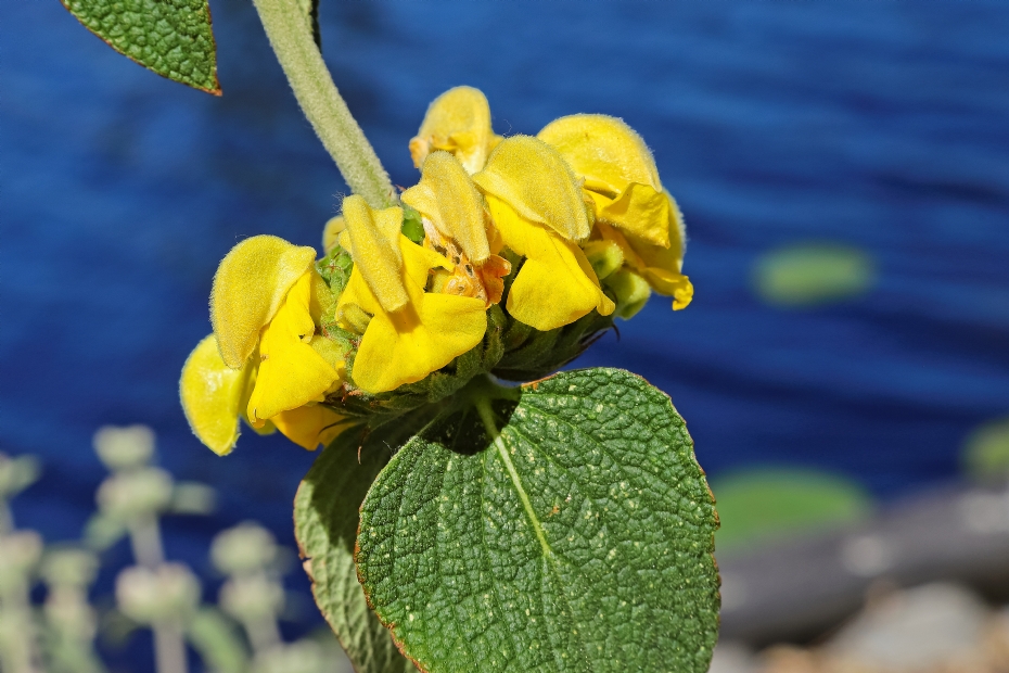<i>Phlomis</i> Edward Bowles <i>Phlomis</i> Edward Bowles