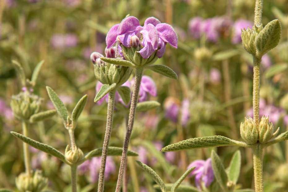 <i>Phlomis italica</i>