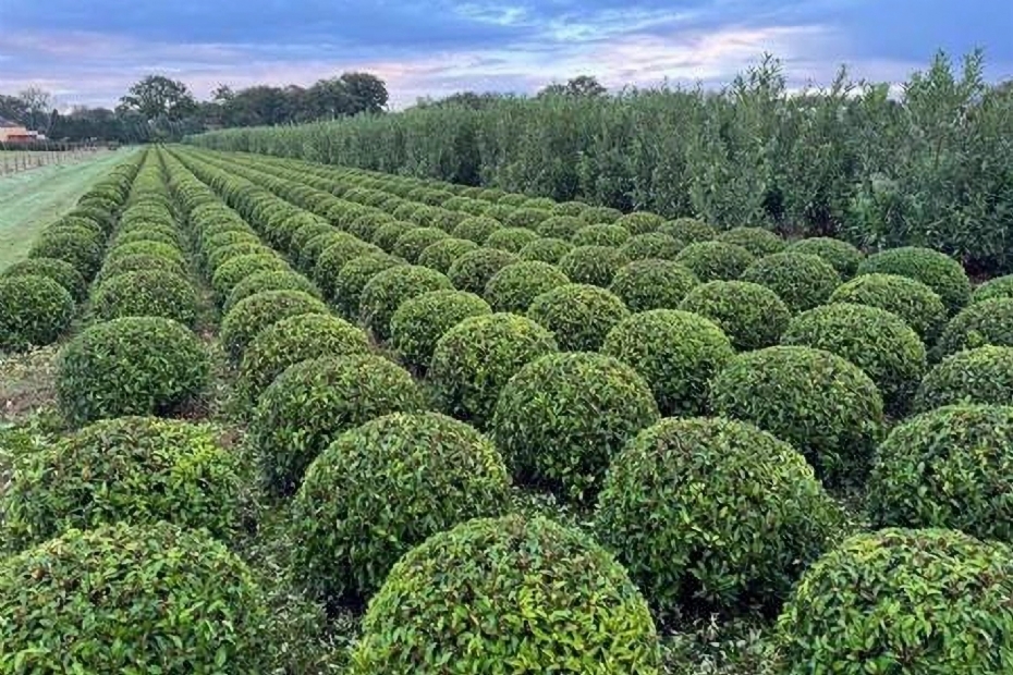 Plant Market is ontstaan vanuit de dagelijkse praktijk van projectmatige groeninkoop