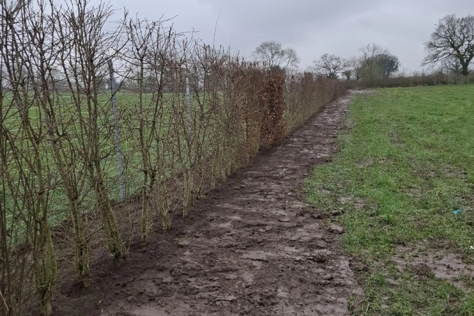 Bij een project in Engeland werden verschillende haagelementen geplant die direct een gesloten haagbeeld geven Bij een project in Engeland werden verschillende haagelementen geplant die direct een gesloten haagbeeld geven