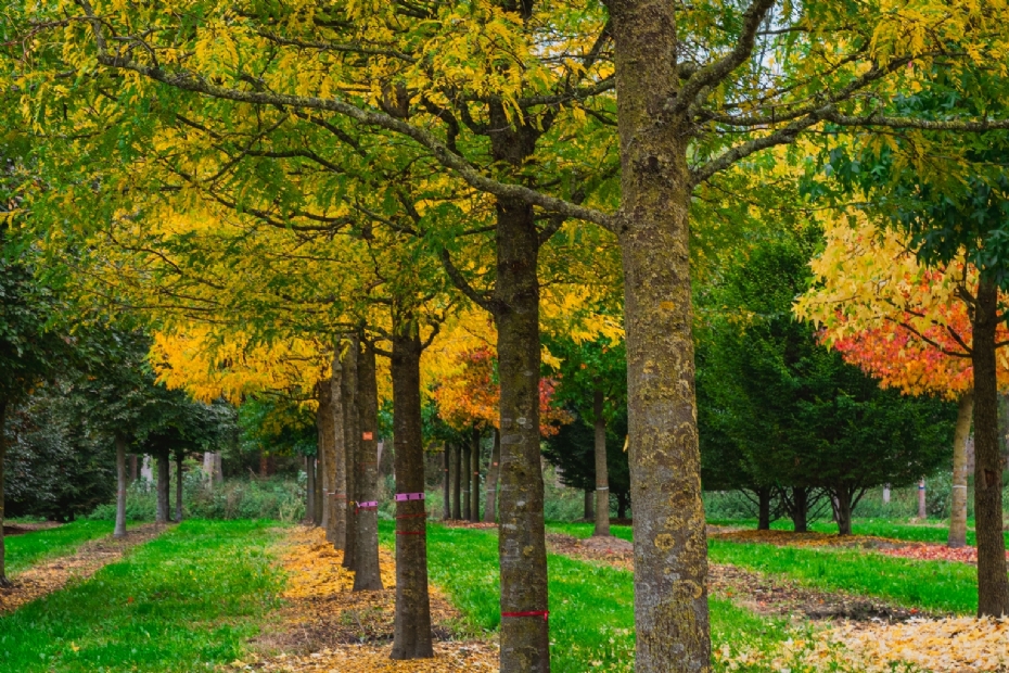<i>Gleditsia triacanthos</i> <i>Gleditsia triacanthos</i>