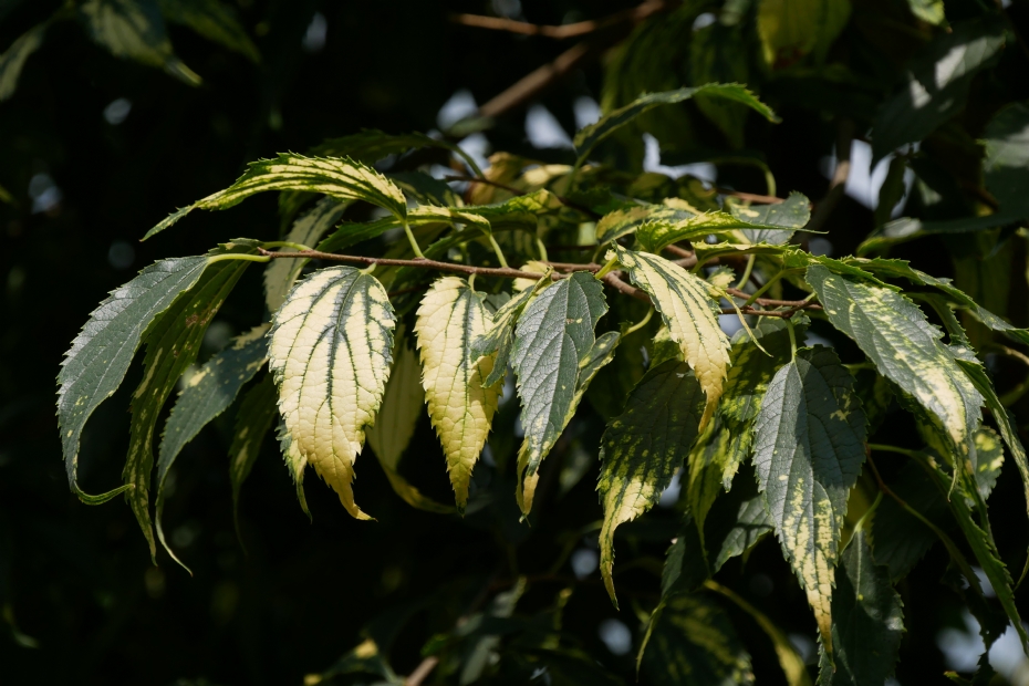 <i>Celtis australis</i>
