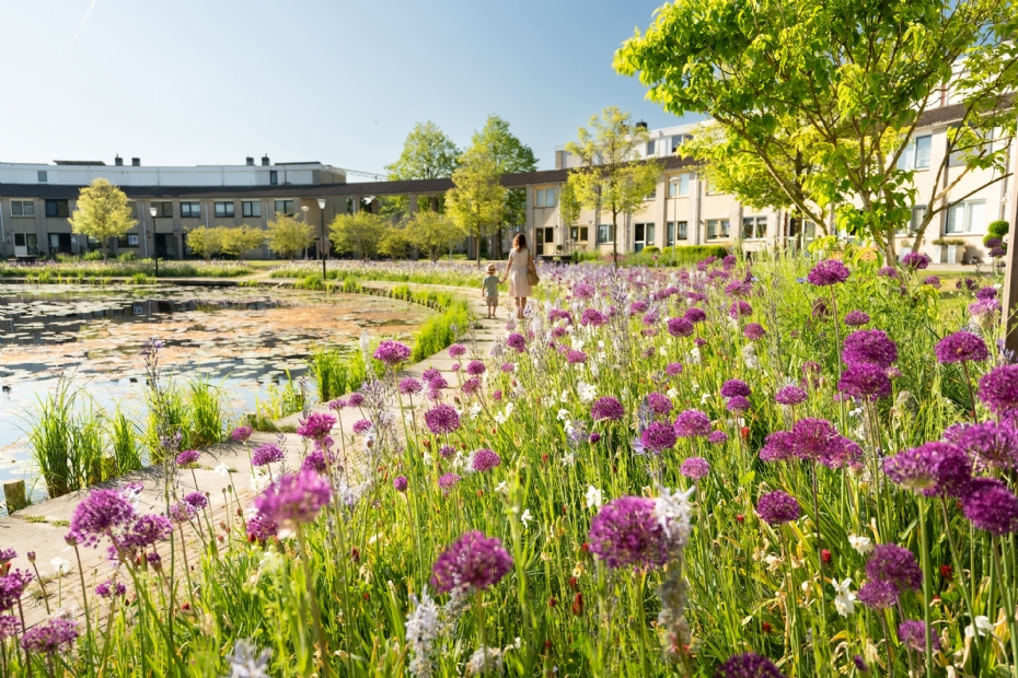 Alkmaar en diverse uitingen van beleid, zoals een bollenmengsel van JUB Holland en verschillende vegetatielagen voor biodiversiteit en een waterpartij voor wateropslag (Foto door Erik Boschman en via JUB Holland)