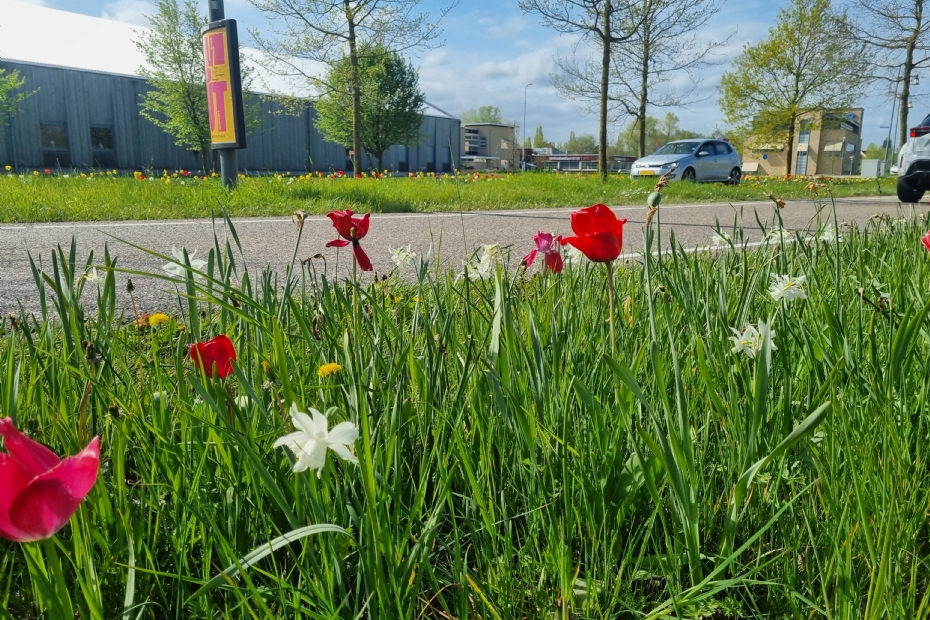 Een biodeverse berm, beeld NWST ter illustratie