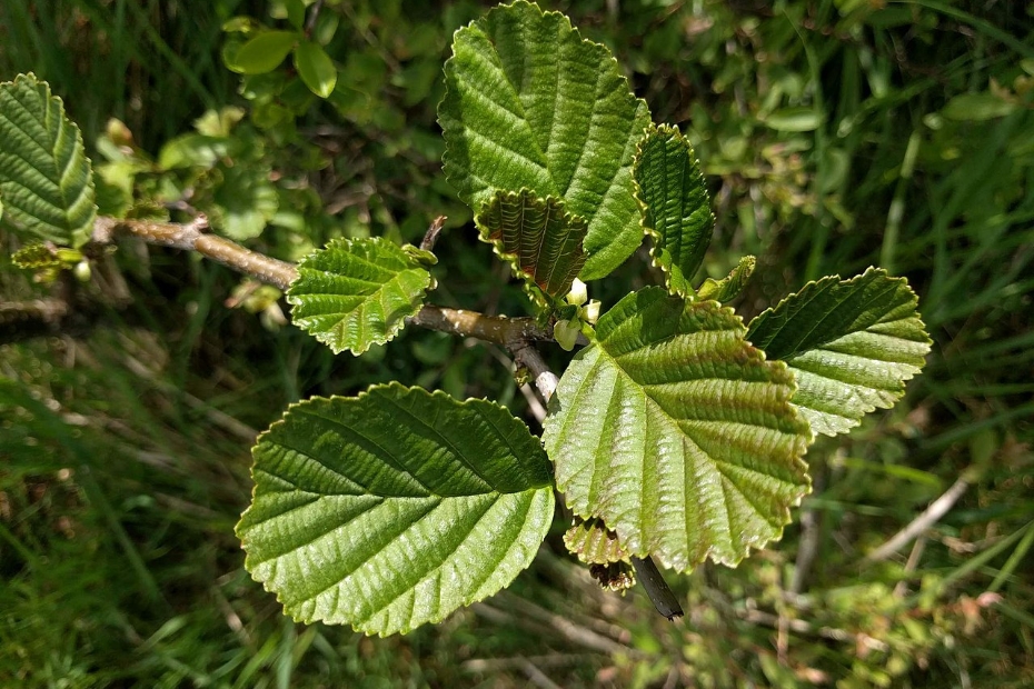 De Alnus (de els) is een vroege boosdoener bij hooikoorts, en veroorzaakt klachten door het verspreiden van stuifmeel via de wind