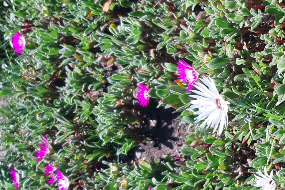 Soorten die laag blijven zijn geschikt voor Happy Lawn Soorten die laag blijven zijn geschikt voor Happy Lawn