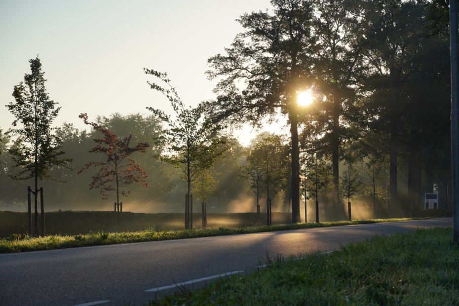 De Schoorstraat is voorzien van een divers assortiment aan bomen De Schoorstraat is voorzien van een divers assortiment aan bomen