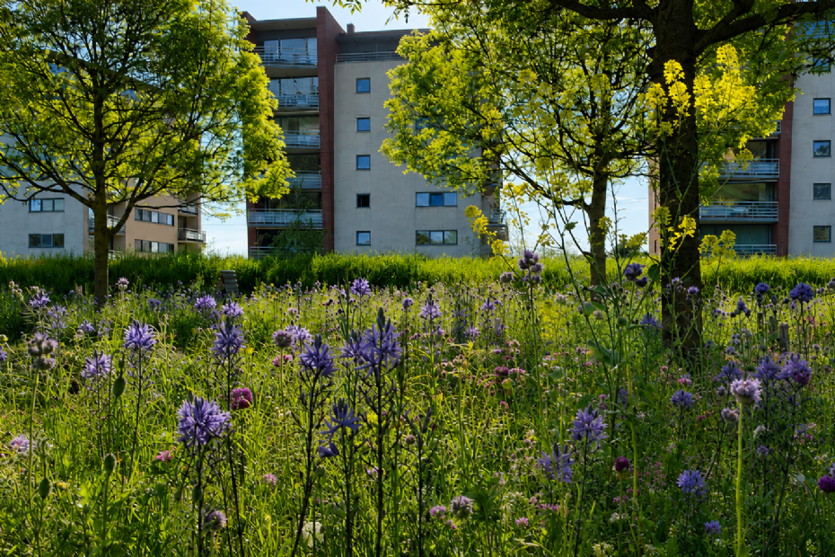 Camassias en Alliums in het Vroege Vogelspark te Oegstgeest