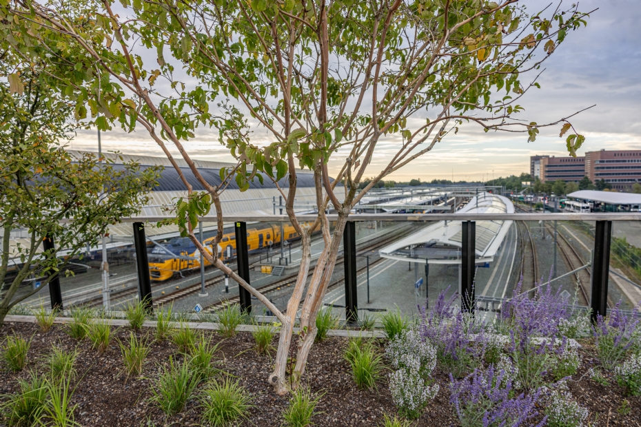 Zwolle Passerelle: de Heptacodium miconioides heeft in de herfst lekker ruikende bloemen
