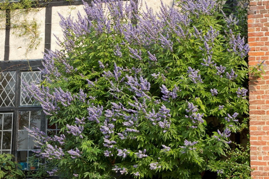 Vitex agnus-castus f. latifolia