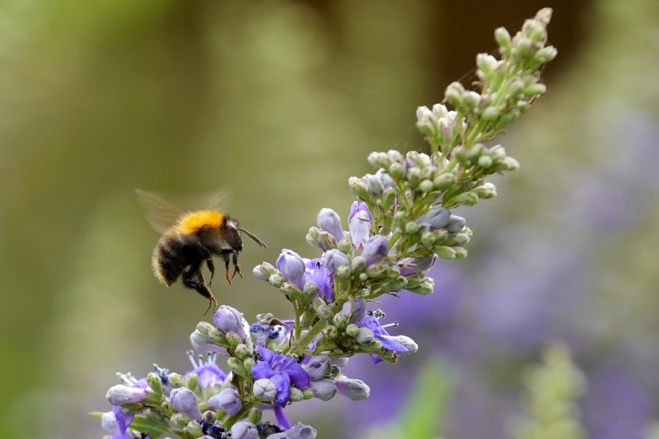 Vitex agnus-castus Piivac-I (DELTA BLUES)