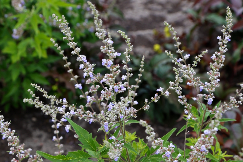 Vitex negundo var. heterophylla