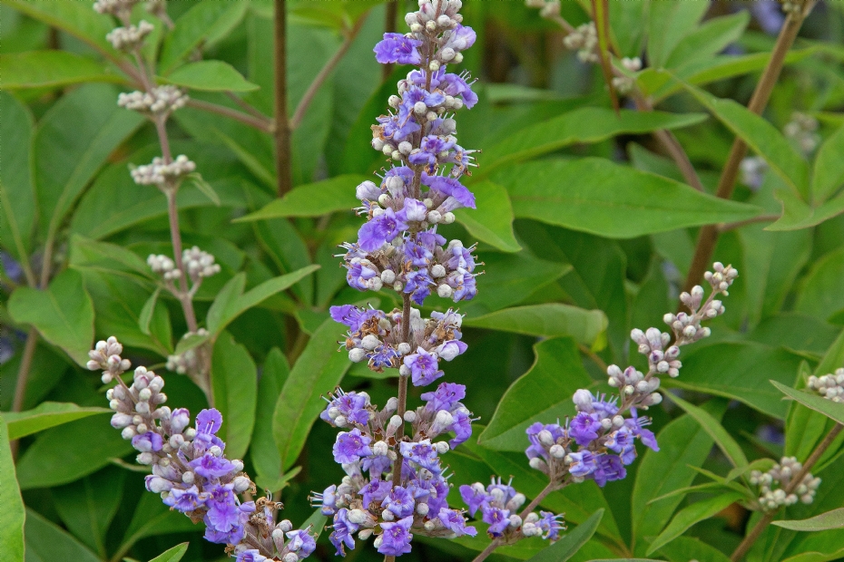 Vitex agnus-castus SMNVACBD (BLUE DIDDLEY)