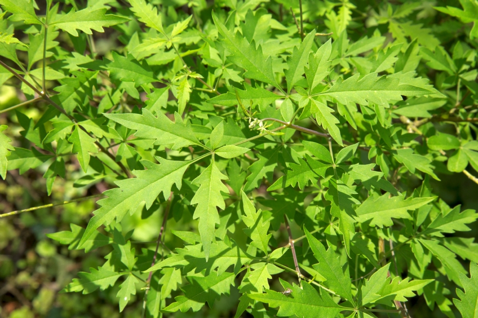 Vitex negundo var. cannabifolia
