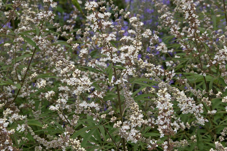 Vitex agnus-castus Silver Spire Vitex agnus-castus Silver Spire