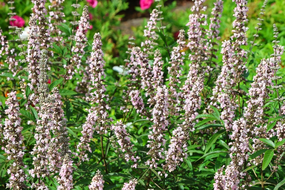 Vitex agnus-castus Bailtextwo (FIRST EDITIONS GALACTIC PINK) Vitex agnus-castus Bailtextwo (FIRST EDITIONS GALACTIC PINK)