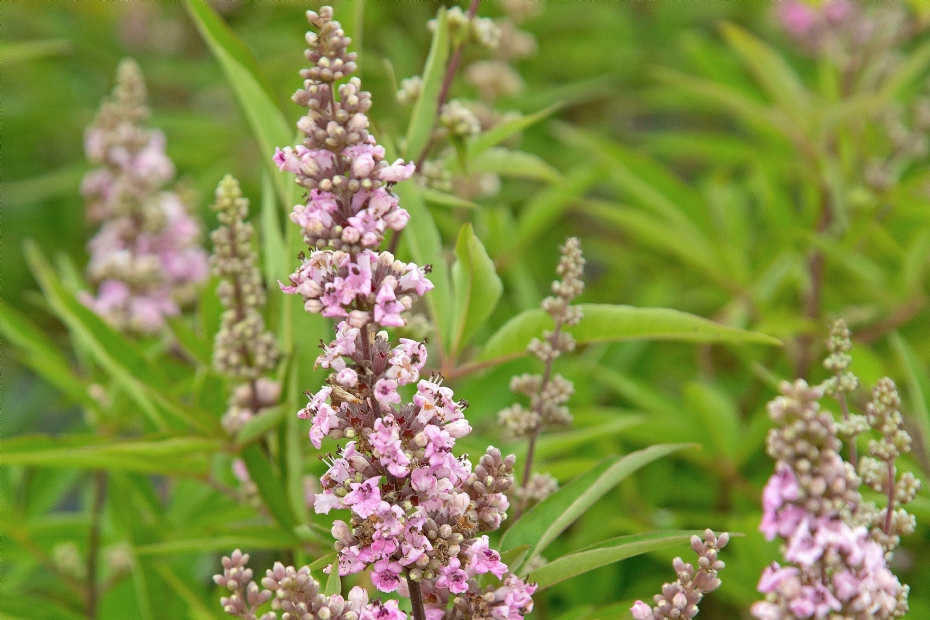 Vitex agnus-castus V07 SC OP 4 (PINK PINNACLE)