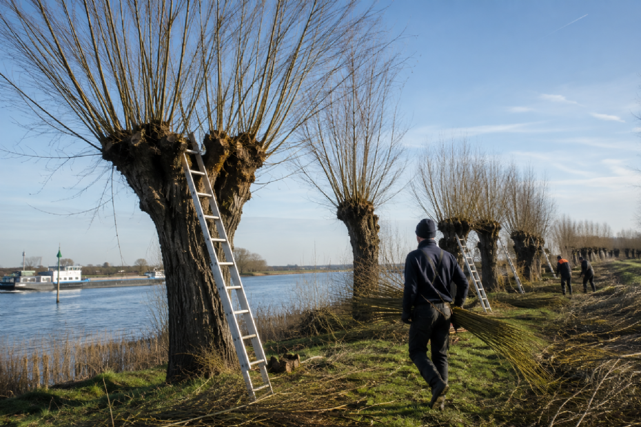 Griendwerkers - Beeld ter illustratie, gegenereerd met AI